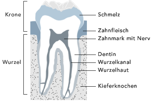 Aufbau des Zahnes